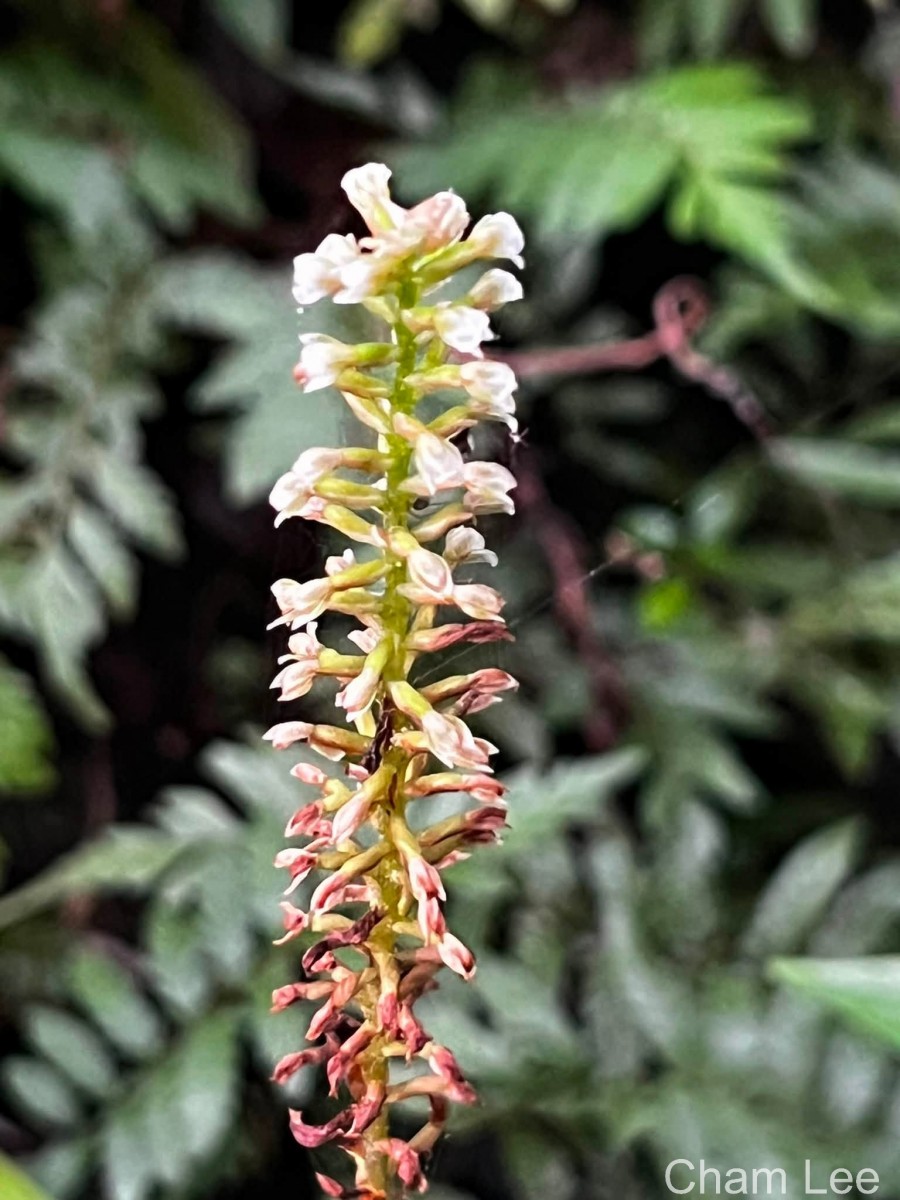 Goodyera procera (Ker Gawl.) Hook.